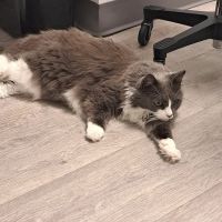 Veterinary Eye Center of New York City (Hell's Kitchen) ico