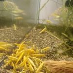 anaaquariums