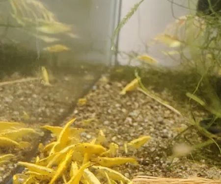 anaaquariums