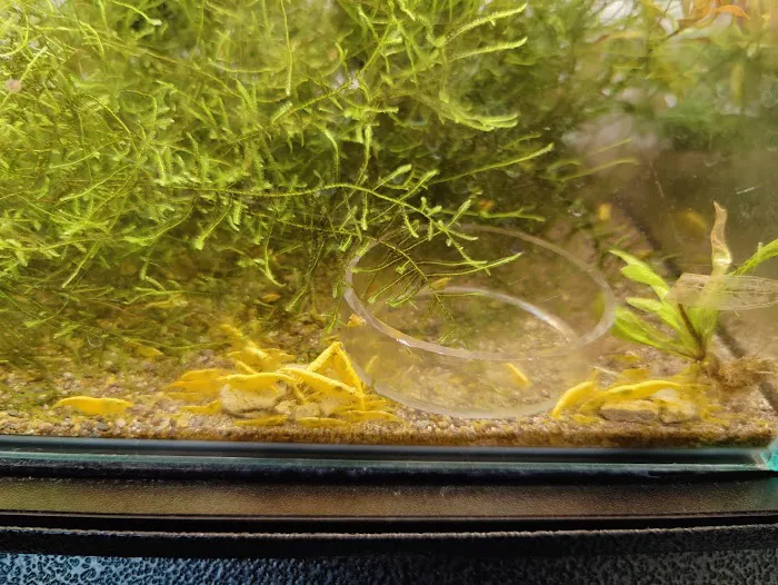 anaaquariums Picture 6