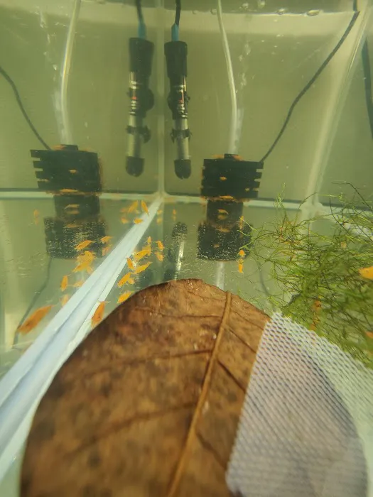 anaaquariums Picture 4