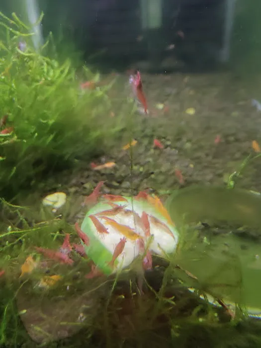 anaaquariums Picture 3