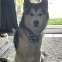 Carrie's Critters ico