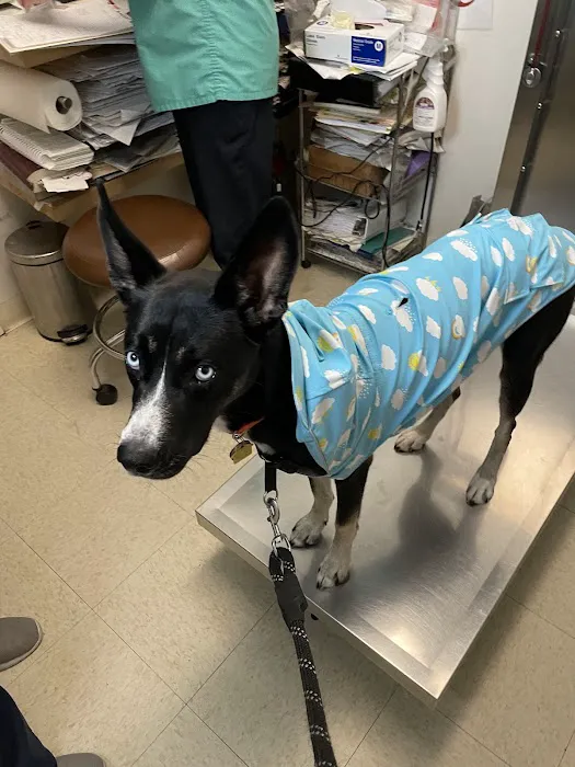 Columbus Circle Veterinary Hospital Picture 8