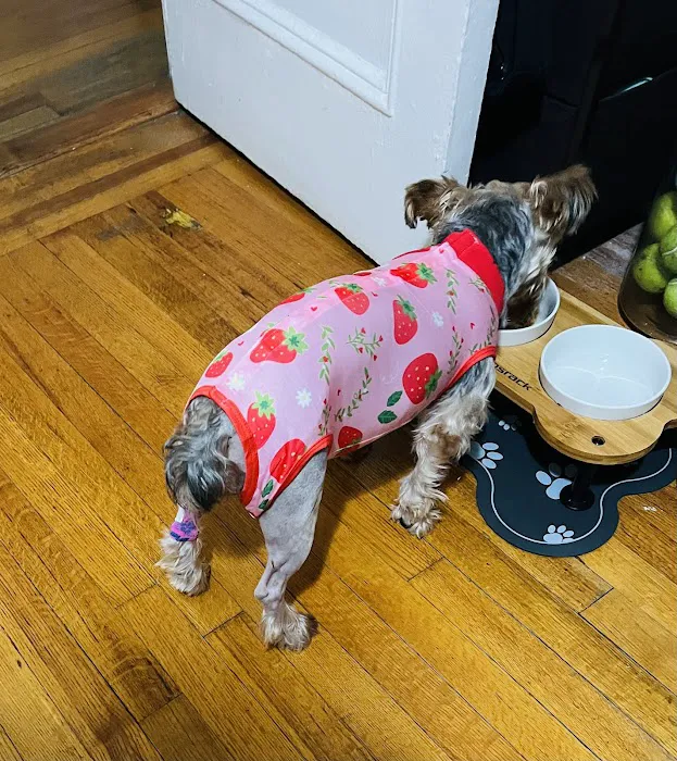 BluePearl Pet Hospital Picture 1