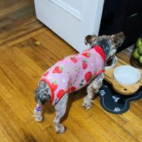 BluePearl Pet Hospital ico