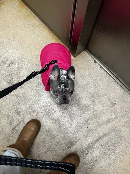 BluePearl Pet Hospital Picture 5