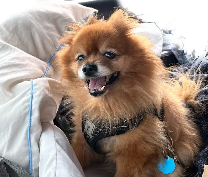 BluePearl Pet Hospital Picture 7