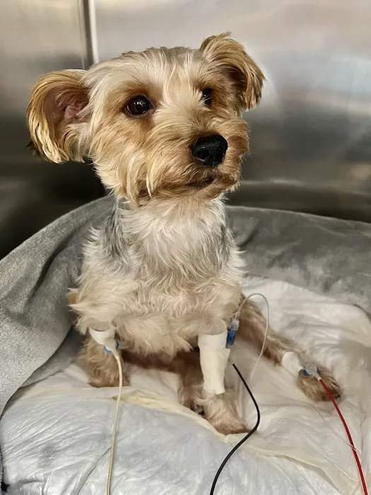 BluePearl Pet Hospital Picture 2