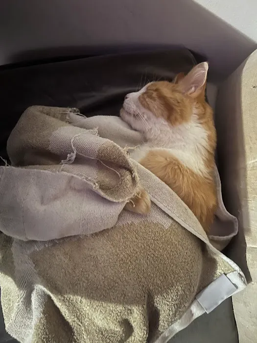BluePearl Pet Hospital Picture 6