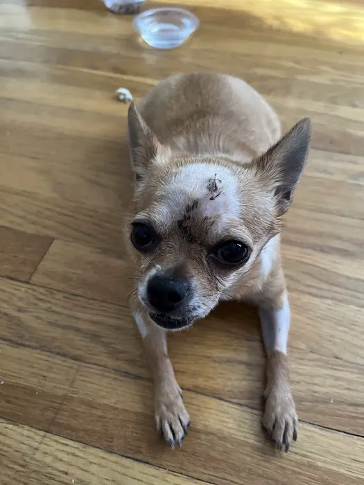 BluePearl Pet Hospital Picture 4
