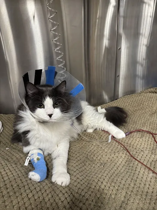 BluePearl Pet Hospital Picture 3
