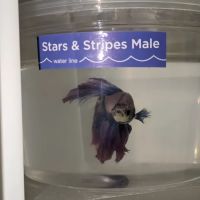 Petco ico