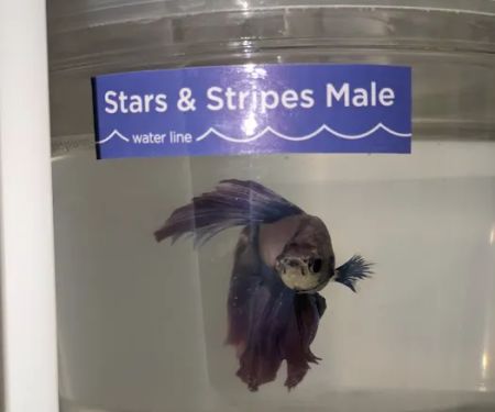 Petco