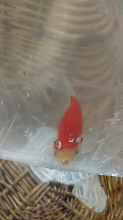 Petco Picture 5