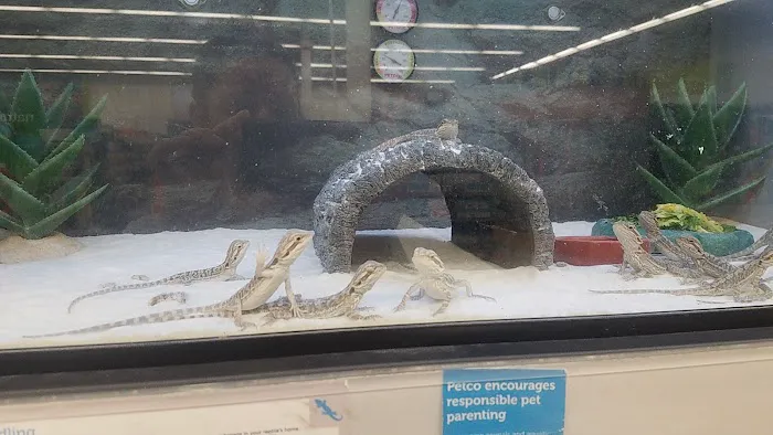 Petco Picture 7