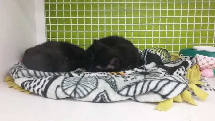 Petco Picture 2