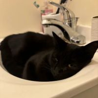 Westside Animal Hospital ico