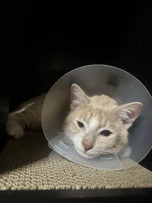 Westside Animal Hospital Picture 10