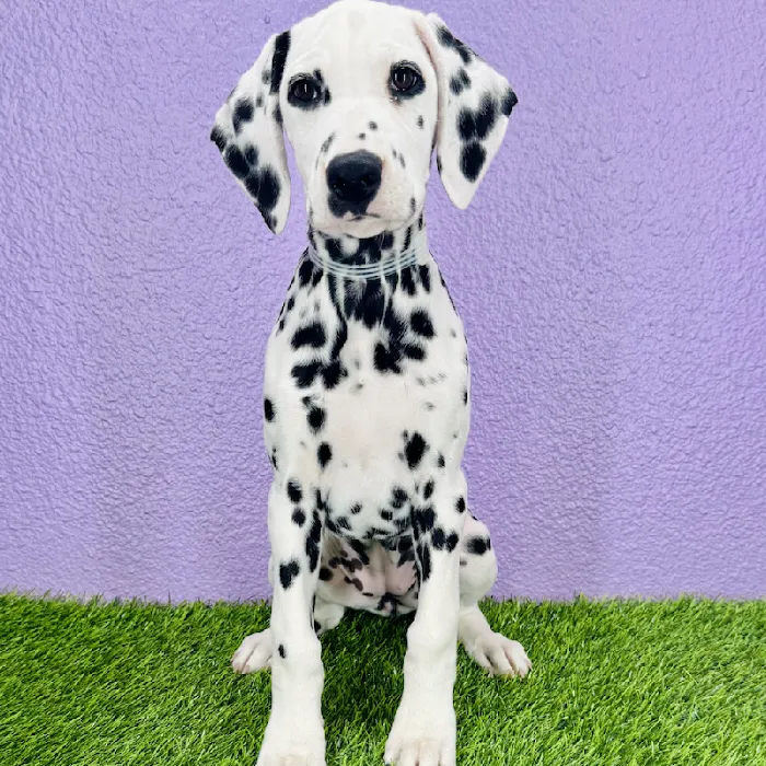 Puppyland Puyallup Picture 9