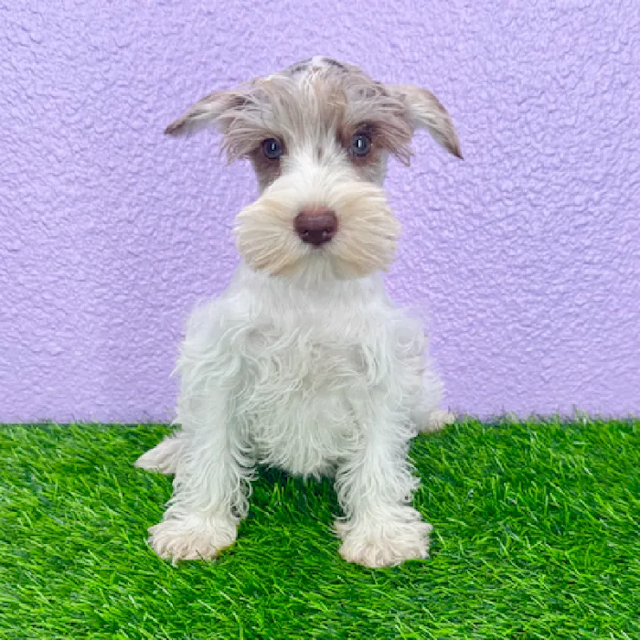 Puppyland Puyallup Picture 8