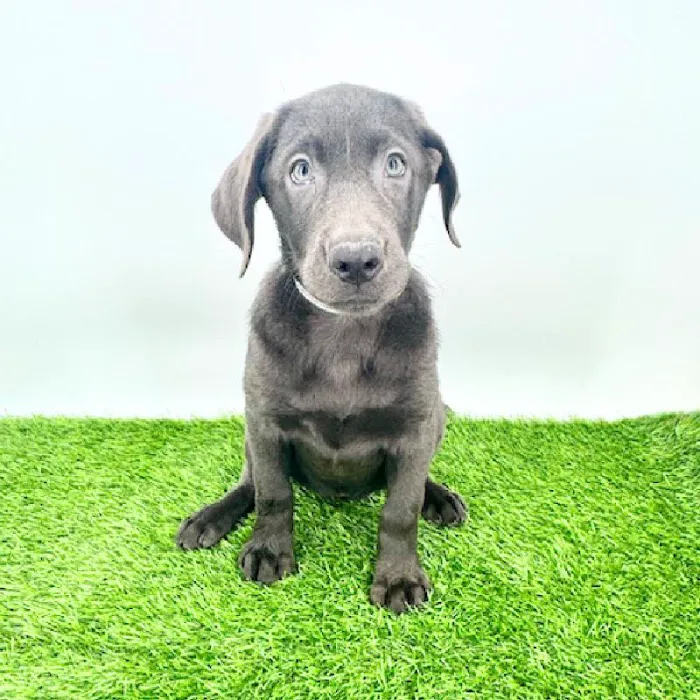 Puppyland Puyallup Picture 4