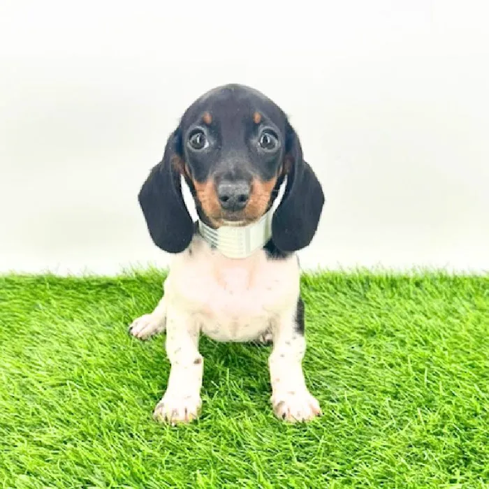Puppyland Puyallup Picture 6