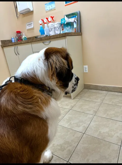 Island Bird Cat & Dog Veterinary Group Picture 3