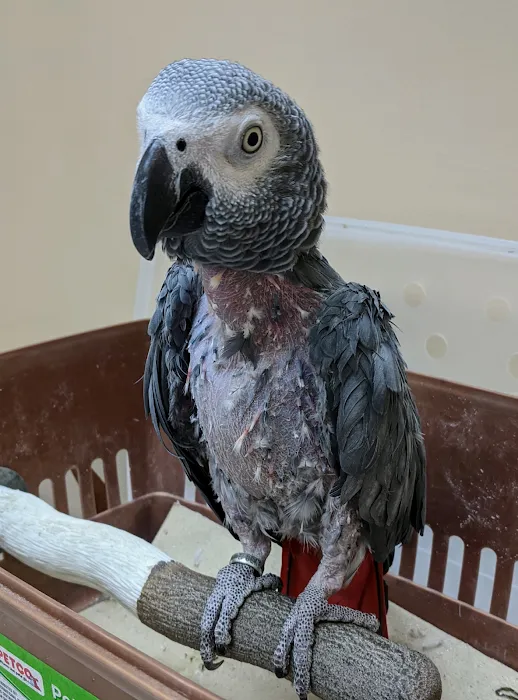 Island Bird Cat & Dog Veterinary Group Picture 10