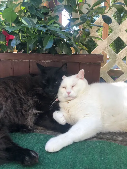 Island Bird Cat & Dog Veterinary Group Picture 4