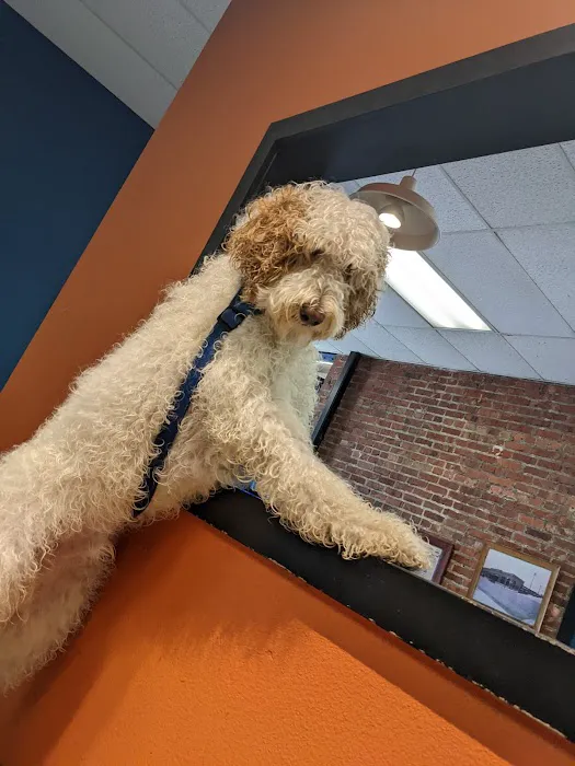 The Pet Works Picture 9
