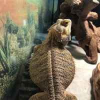 Northside Animal Hospital ico