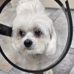 Four Corners Veterinary Practice