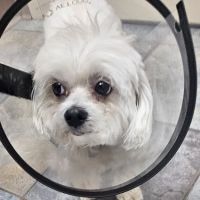 Four Corners Veterinary Practice ico