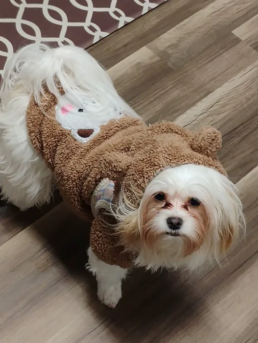 Rain or shine pets LLC Picture 2