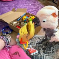 Busy Beak Boutique ico