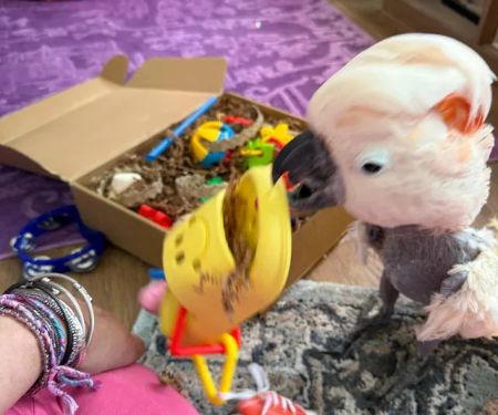 Busy Beak Boutique