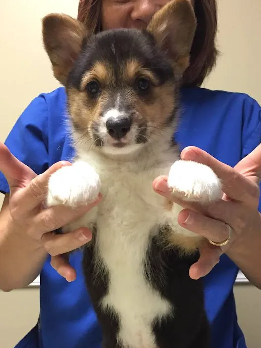 Dongan Hills Veterinary Practice Picture 7