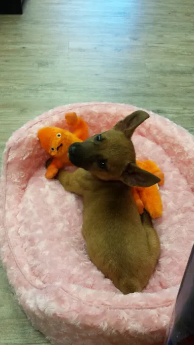 Pet Town Picture 4