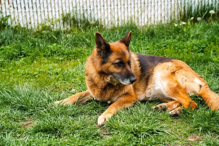 Animal Health Group on the Boulevard Picture 2