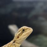 Petco