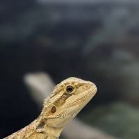Petco ico
