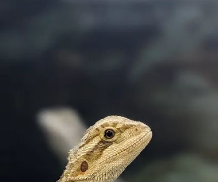 Petco