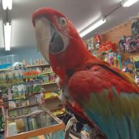 Midway Tropical Fish & Pets ico