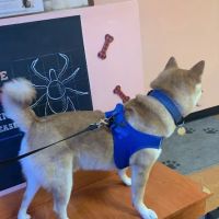 Aadobe Animal Hospital ico
