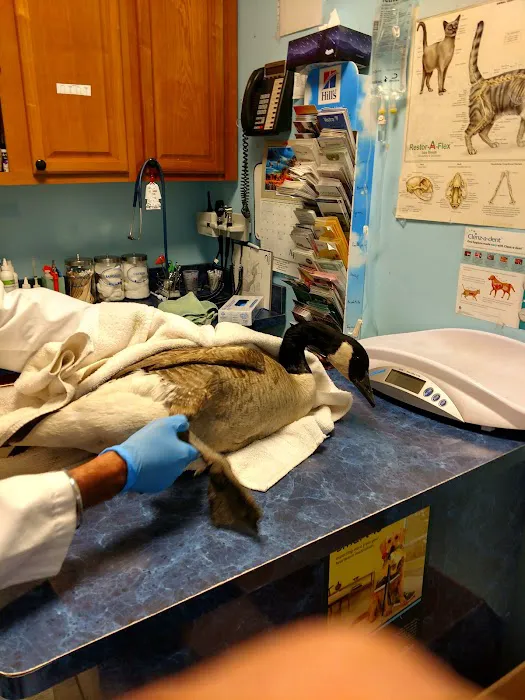 Aadobe Animal Hospital Picture 8