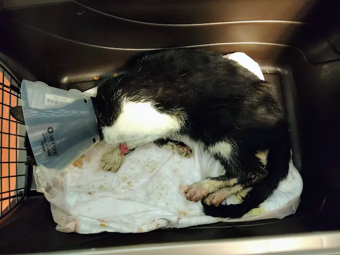 Aadobe Animal Hospital Picture 3