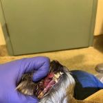 All The Best Pet Care - Burien