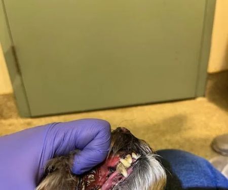 All The Best Pet Care - Burien