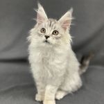 Pleasant Plains Animal Hospital North